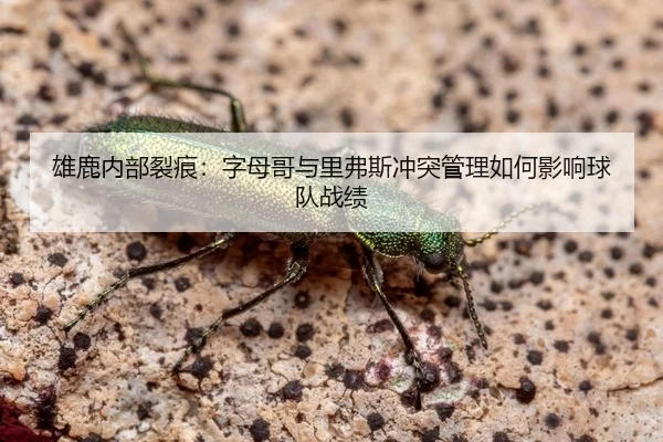 雄鹿内部裂痕：字母哥与里弗斯冲突管理如何影响球队战绩